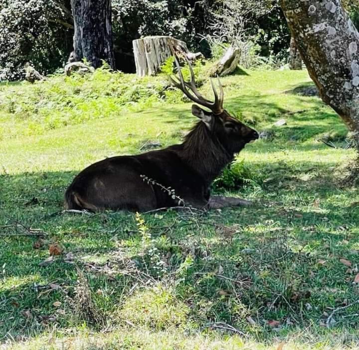 Dinimuthu Rest Inn ウェラワヤ エクステリア 写真