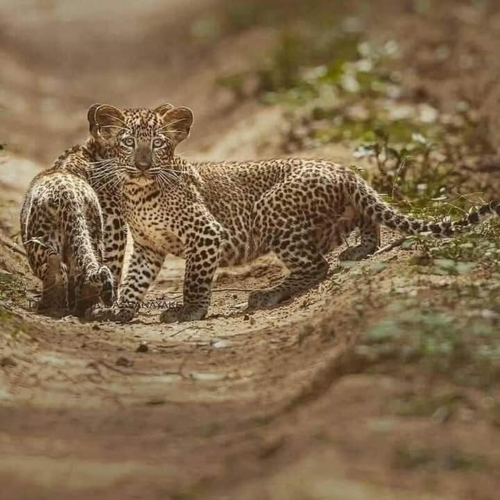 Dinimuthu Rest Inn ウェラワヤ エクステリア 写真